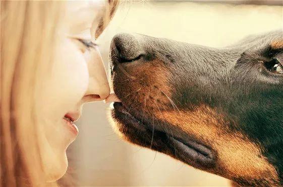 is your dog happy? ten common misconceptions about dog behavior
